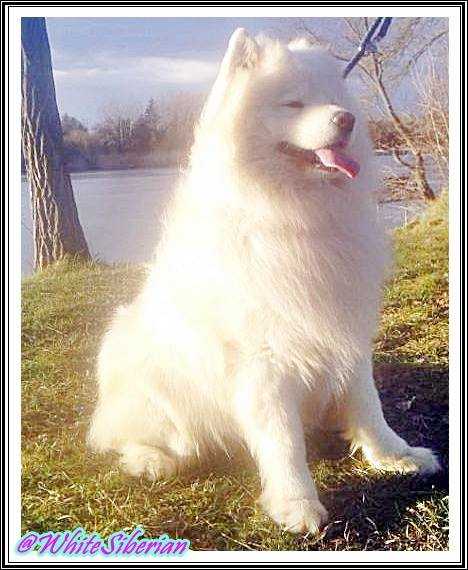 Axel Love Hearths of White Siberian