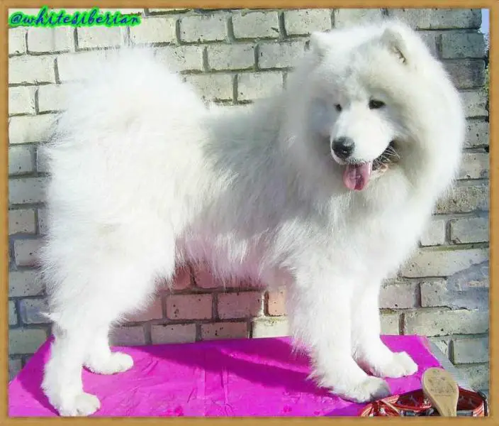 Immortal Icy Ivanhoe Orleansnow