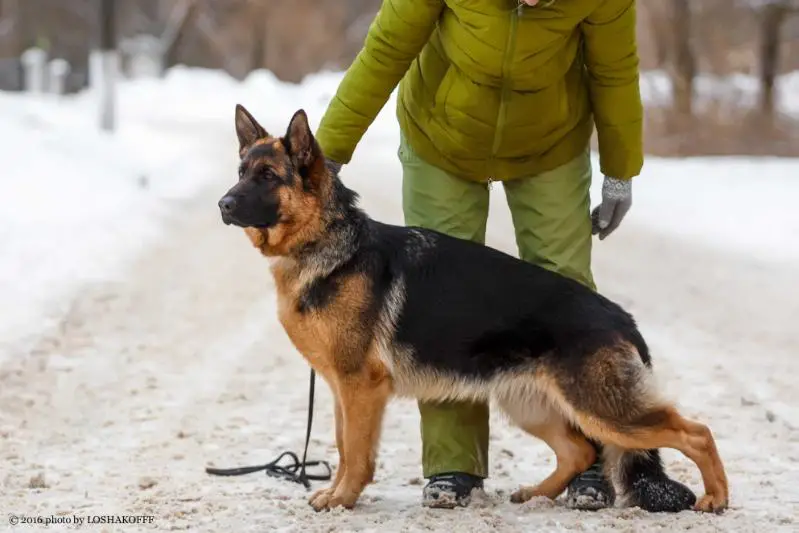 Serebryanaya Luna  ALISHA