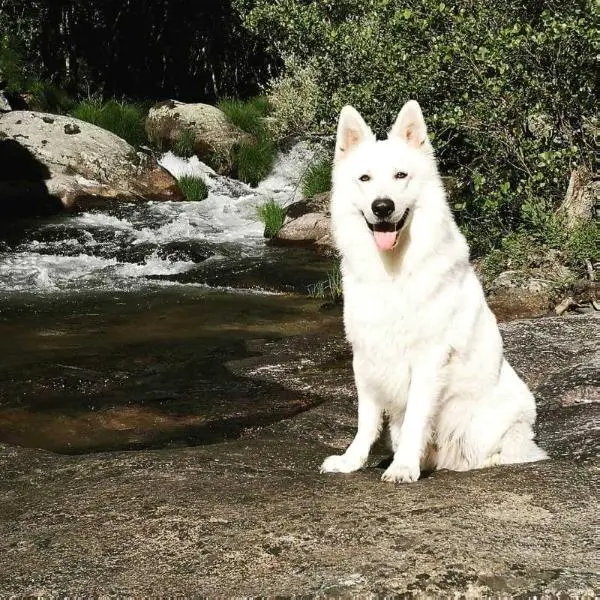 Amadeus Murajda's Lions