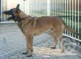 Bert (Dhr. P. Zuidhof, Fijnaart)