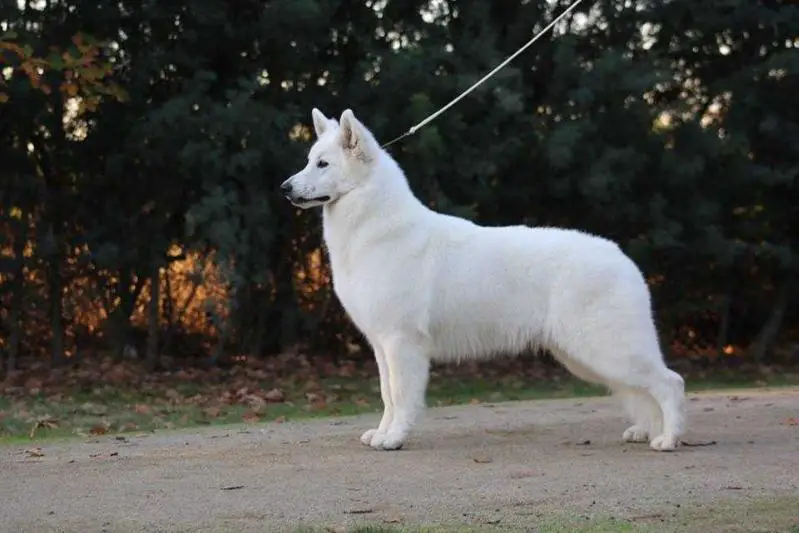 CH CH, JCH CH Elois De La Condesa del Alba