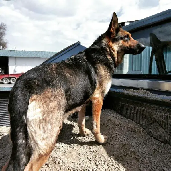 Romashevskiy's Lexi