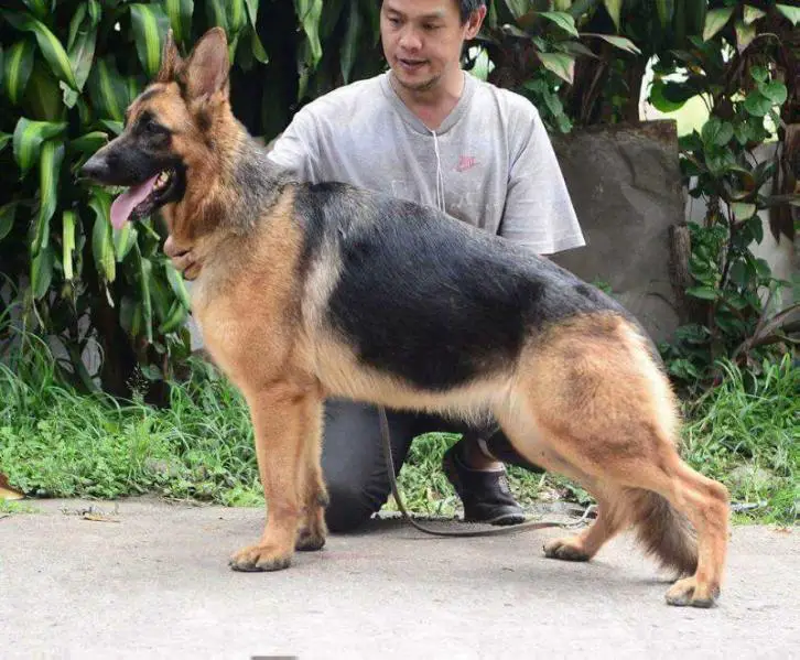 V4 and Best Ph Born, SG2 2017 PhIL Seiger Show Glysa Von Der Hok