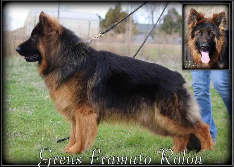 Greus Framato Rolau