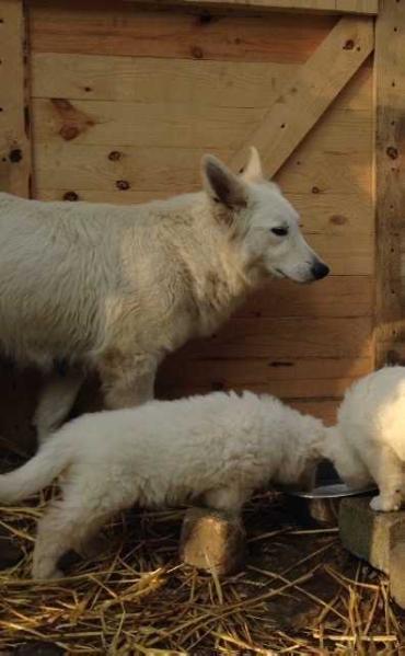 Lelie of the White Wolves