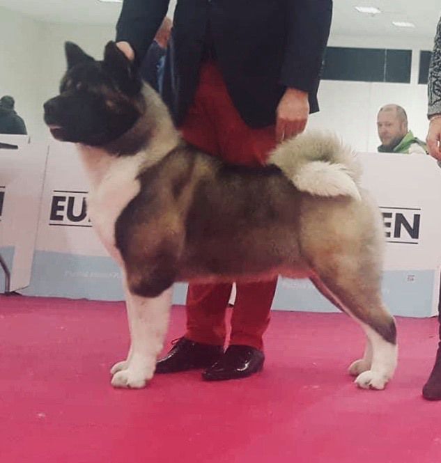 PL/SK/CZ GCH, CMKU/HU/AUT CH, MU JCH Ruthdales No Pain No Gain