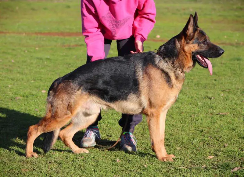 Ino vom Heidelberger-Schloss