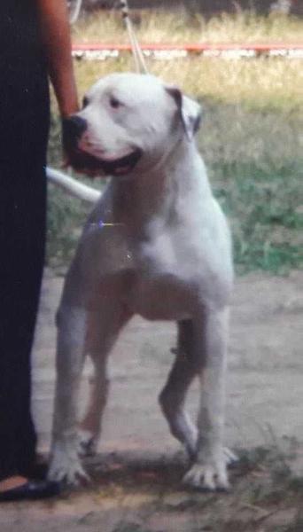 R.CACx2 INNOKENTIY DJOKER