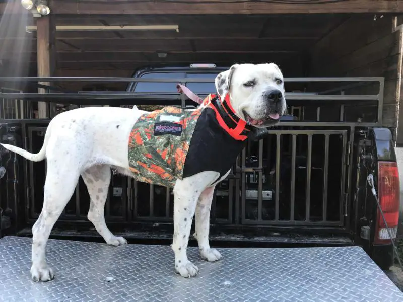 Dogwood Crest’s Jazmine