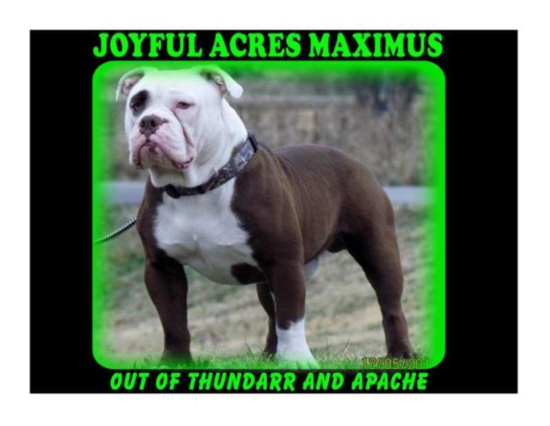 Joyful Acres Maximus