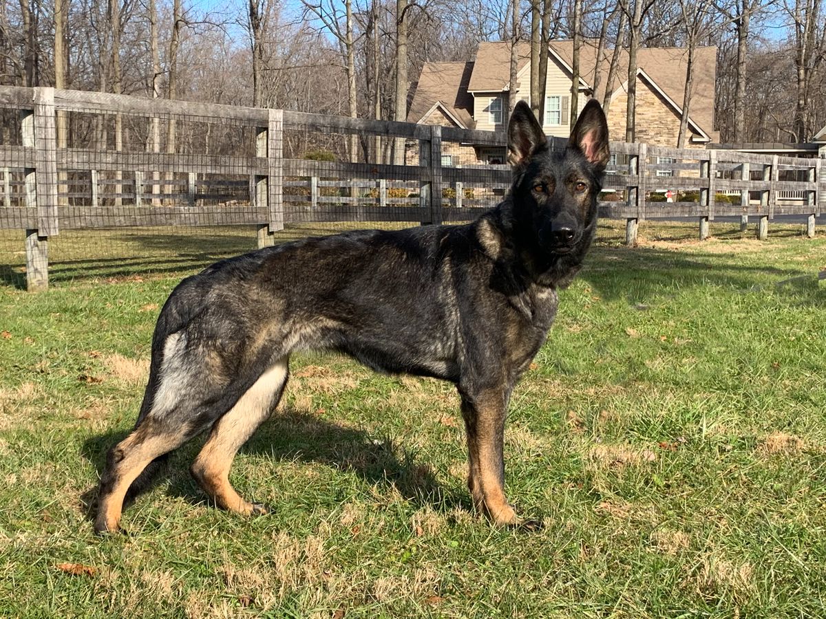 Caiya z Rodina Straze