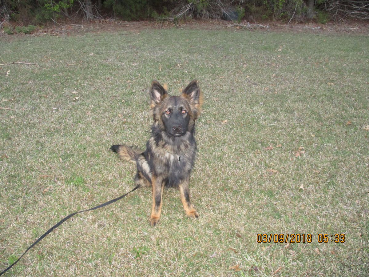 Thor Von Alabama Police k9