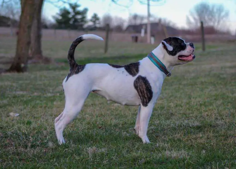 NKC JR CH/NKC CH Centerbull's Stella Blue