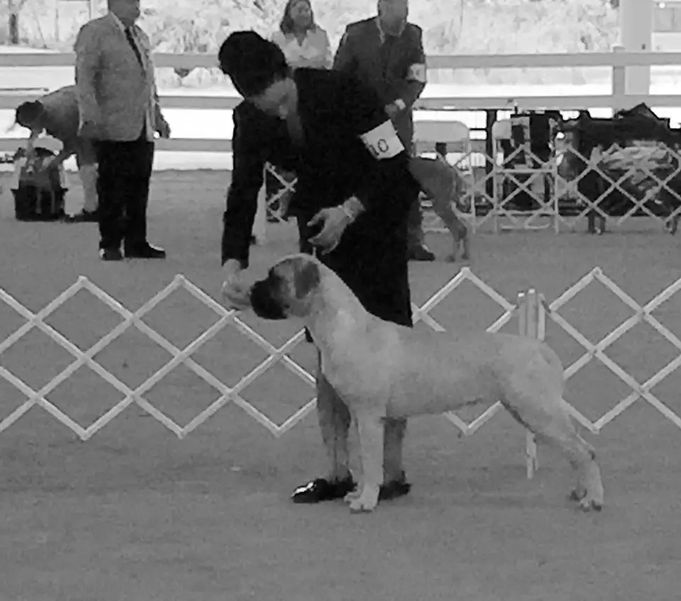 Ch TNT´s Olympian of Silverback