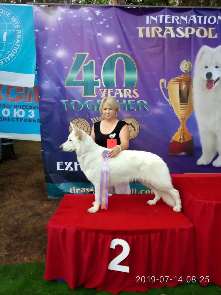 CH- Moldova, Trancilvaniya, 7 CACIB Yara vom Lützelbacher Land