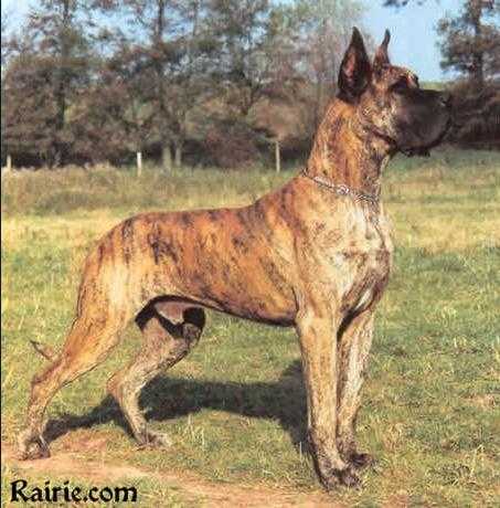 Europe Winner, CH (DEU), CH VDH, CH Bundessieger 1992 Fels von Wotans Meute