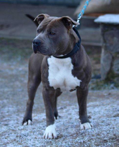 Blue Amstaff Big Bang