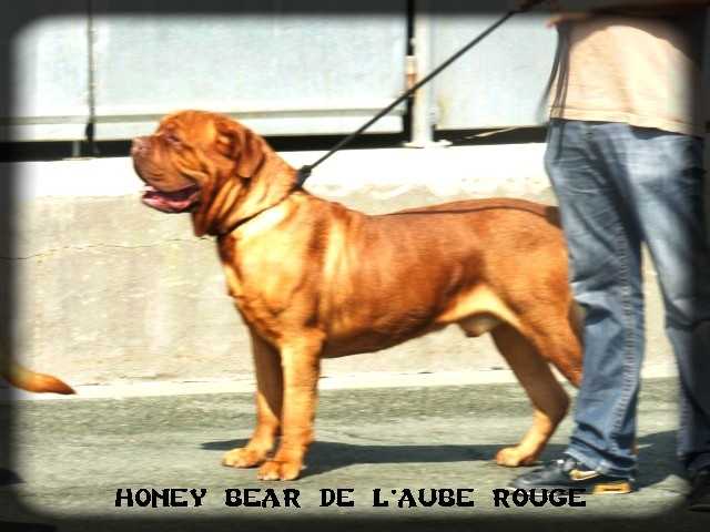 HONNEYBEAR DE L'AUBE ROUGE