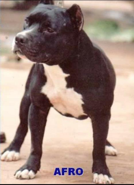 Afro do Tompsom Zanusk