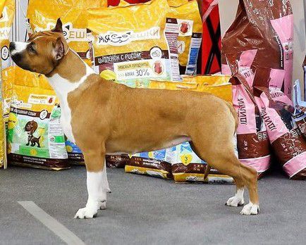 JCH. RUS,NBC, JGRCH, CH.RUS, KNIGHTLY HEART SPLASHES OF CHAMPAGNE