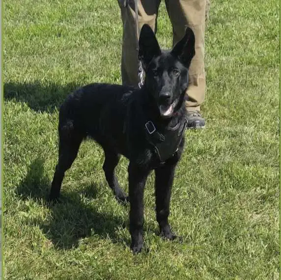 Lasha vom Eisernen Kreuz