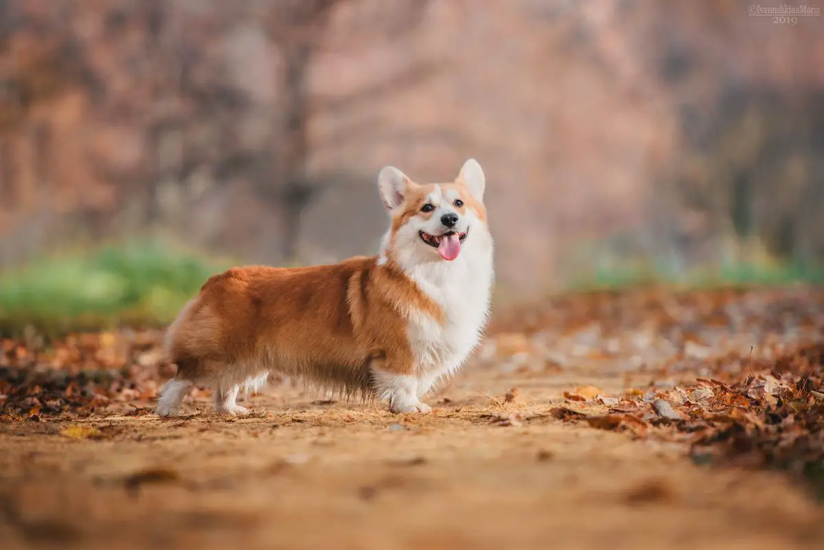 JunCh Rus, Ch Rus, Ch RKF,  Ch Blr, National Breed Club Ch Dzhemini Derrik Shtorm