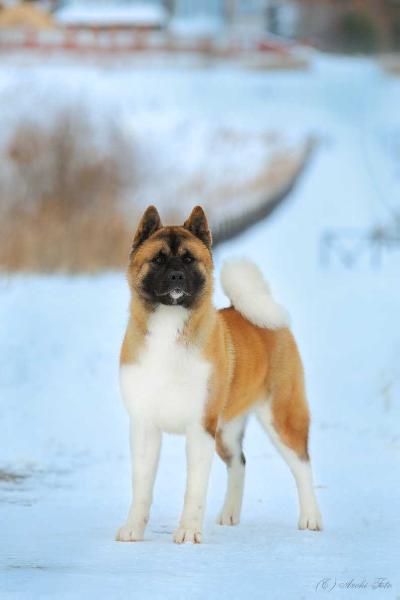 RUS/RKF/CLUB CH, RUS/CLUB JCH Valgrand Victory Kendi Kiss