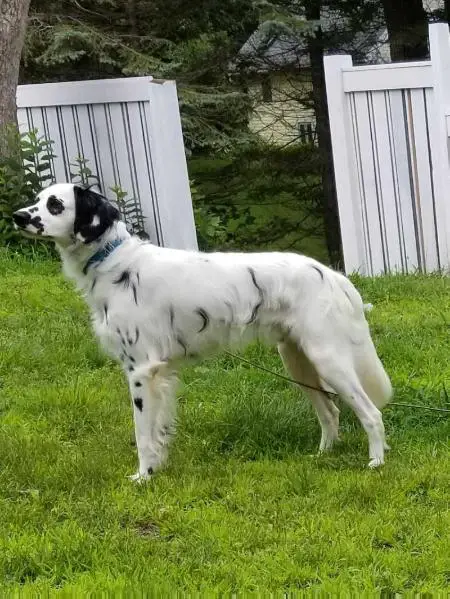 LUA (N/HU), L/L Granite Coast's Cyprian Knight