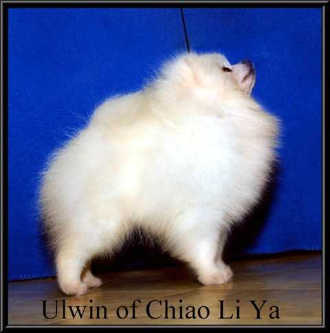 Ulwin Of Chiao Li Ya