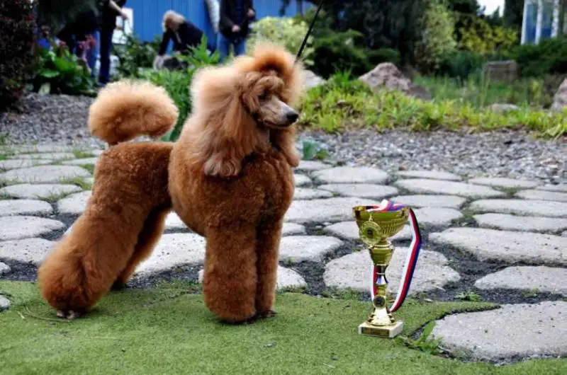 Anastázie Cassidy Caramel Dream