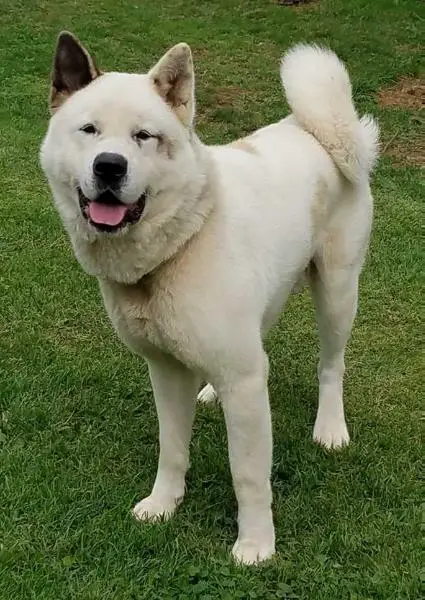 Tamotsu Ookii Shiro Leo