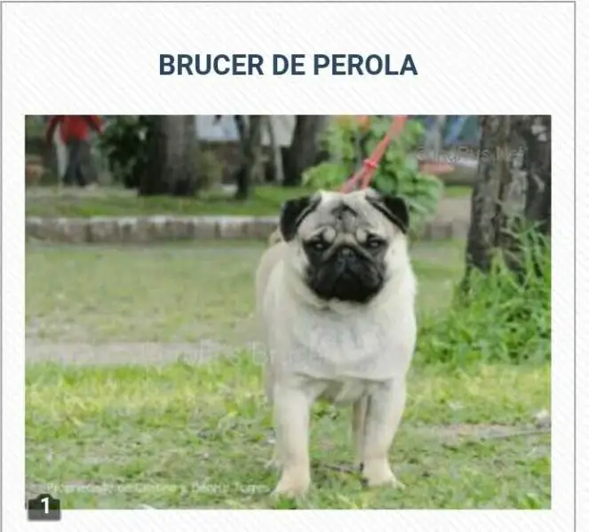Campão Brasileiro Perola's Brucer