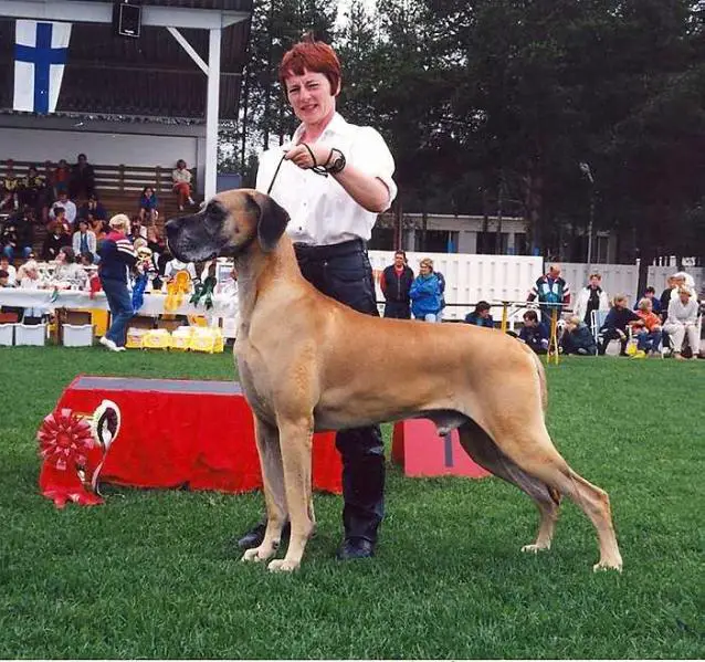 Inter.champion, CH of SWE, NOR, BISS. Diplomatic’s Great Guy