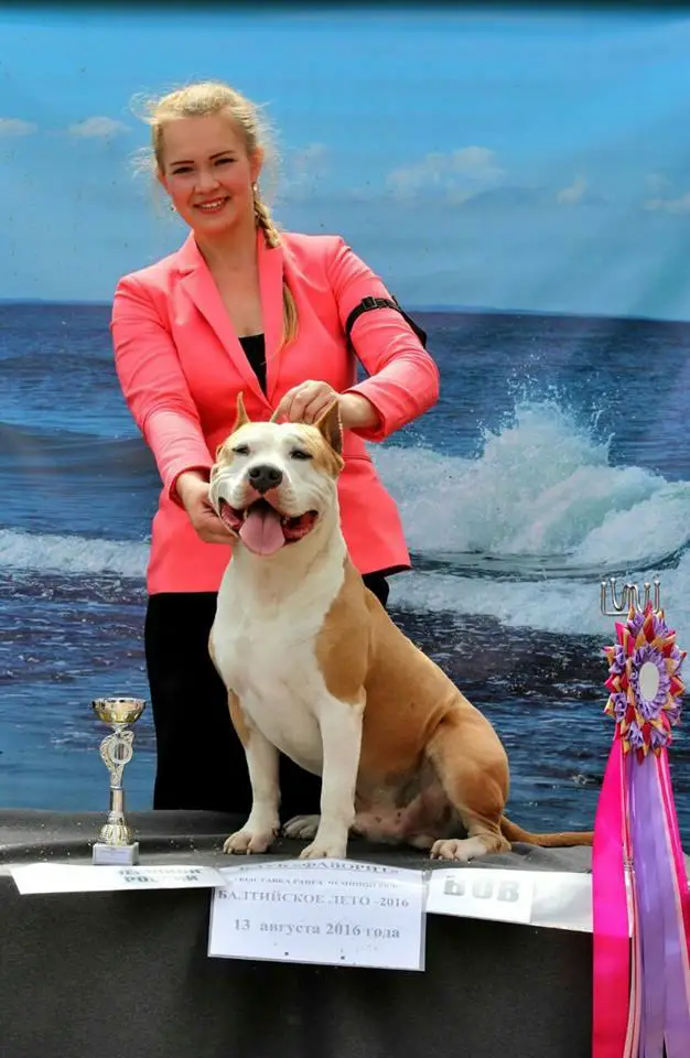 JCH, CH RUS, RKF UDZHIN IZ SOZVEZDIYA STAFF