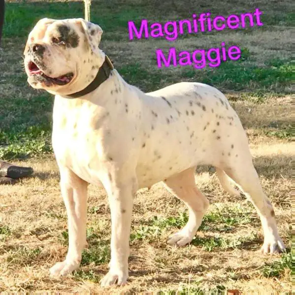 SRT’s Magnificent Maggie