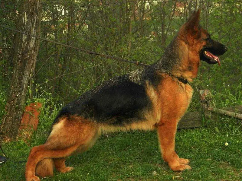 Lyra Zedesen Dog