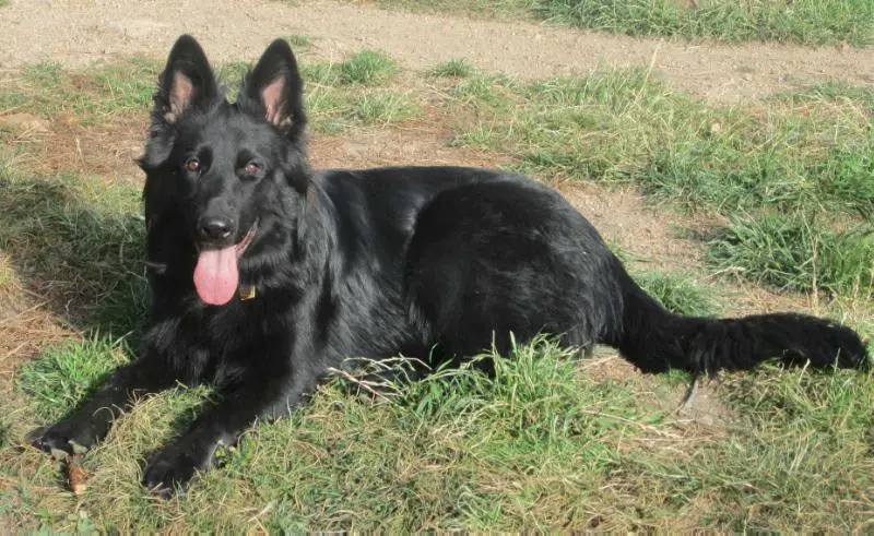 Yahweh's Solomon Von Wiese