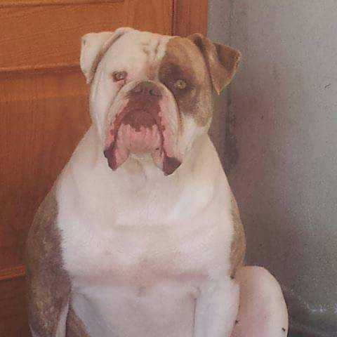 Galaicobulls OBELIX