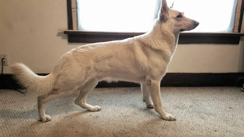 Kobe Jade