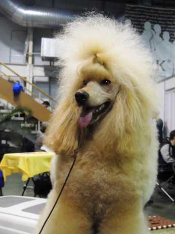 Dzholli Star Velikopepny Vybor