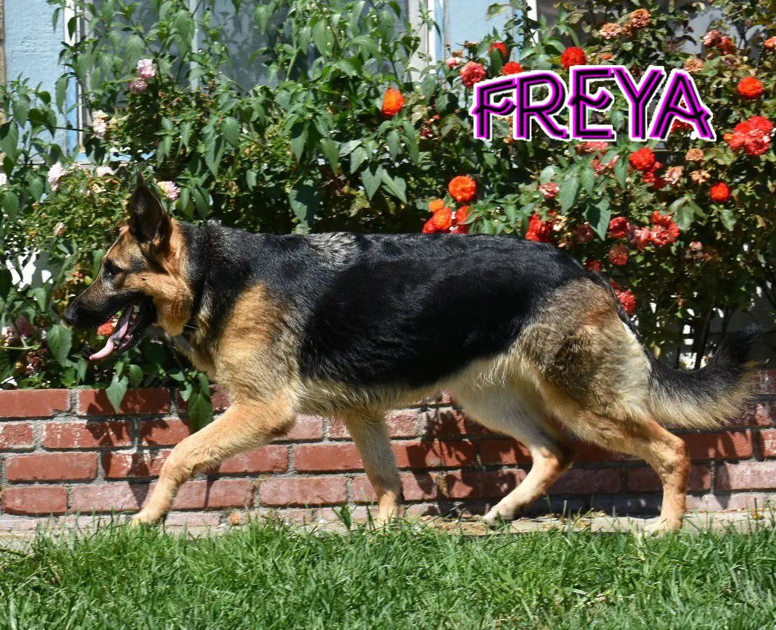 Freya vom Schattenherz