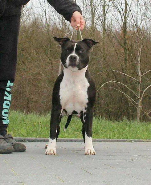 DOK'S PRIDE SEXY BITCH