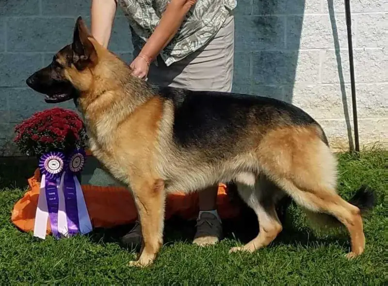 UKC Grand CH EZ Brooks Kong