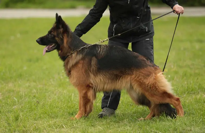 Antenor Hof Nifertiti