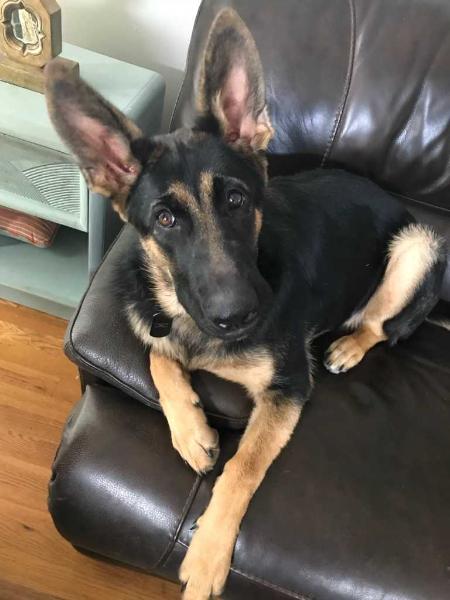 Cerberus Von Batu Kramer
