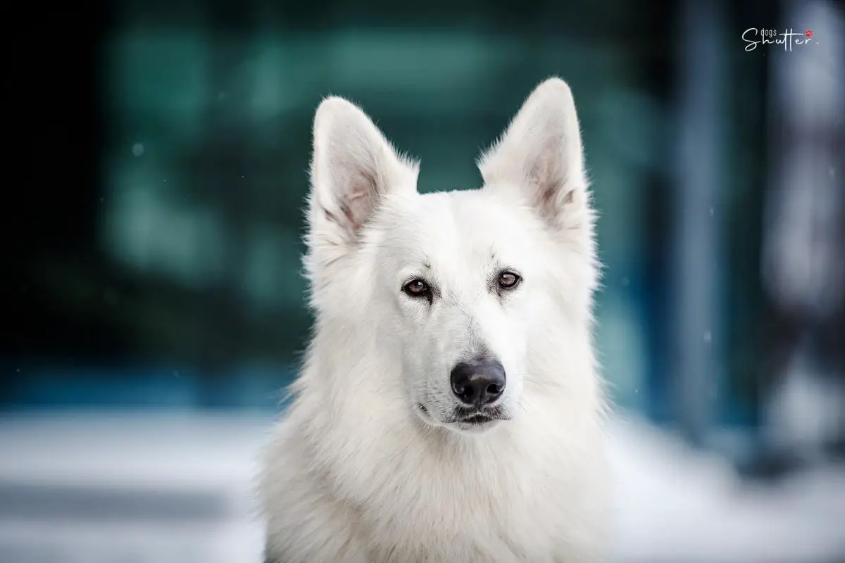 JCH PL ELENDIL Zeichen Von Wolf