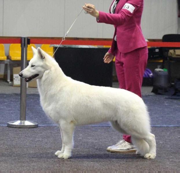 JCh of Poland, Champion of Poland, Grand Champion of Poland Ossi Wilczy Biały Kieł