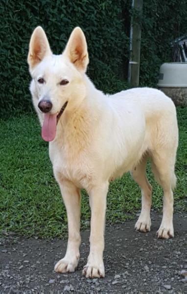 Isis de la vallée des bergers blancs