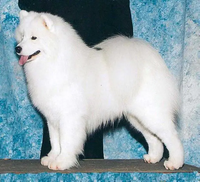 GCHS CH Polar Mist Cruz'n T'party at Zamosky